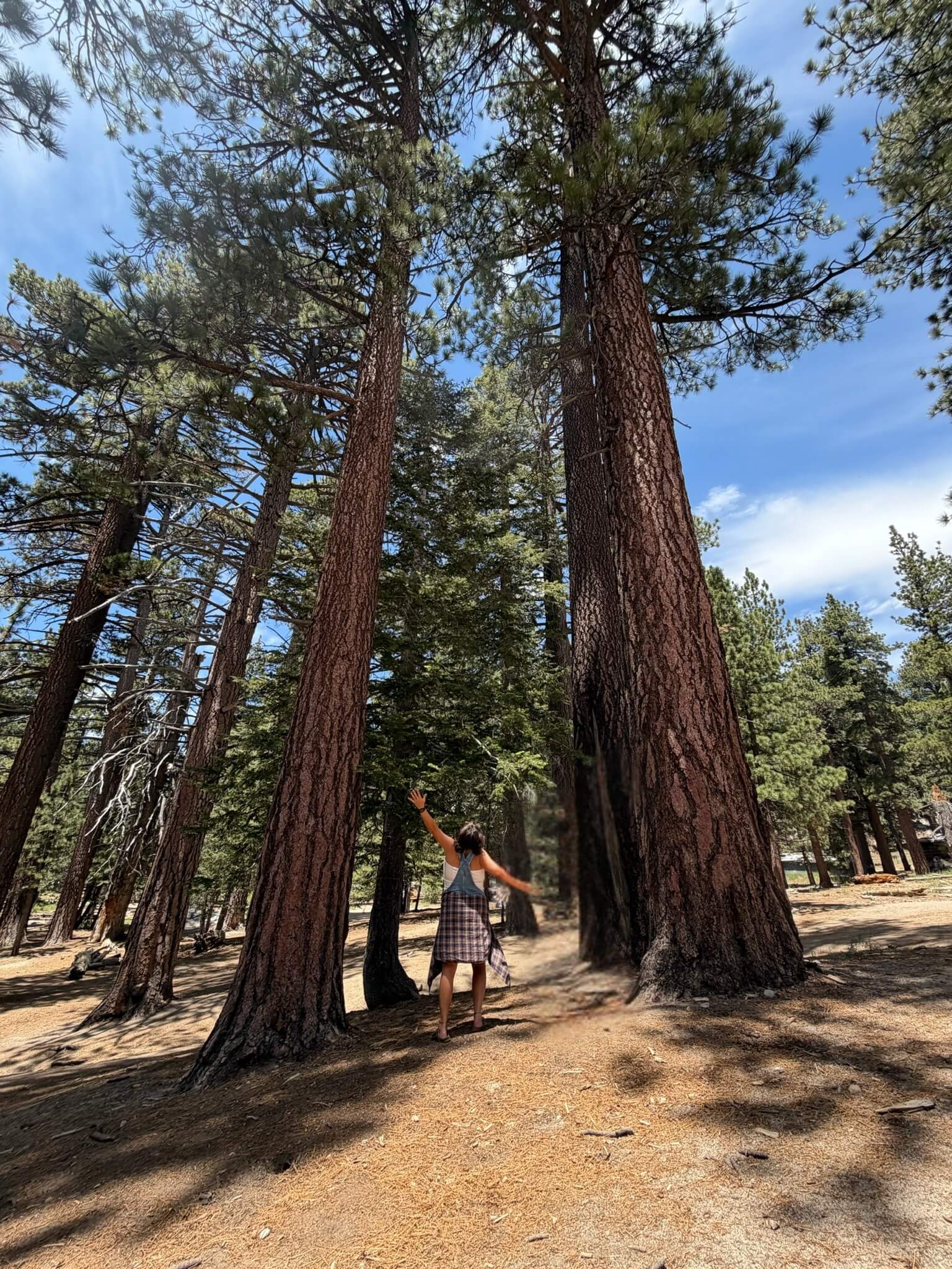palm springs june justina looking up at tree